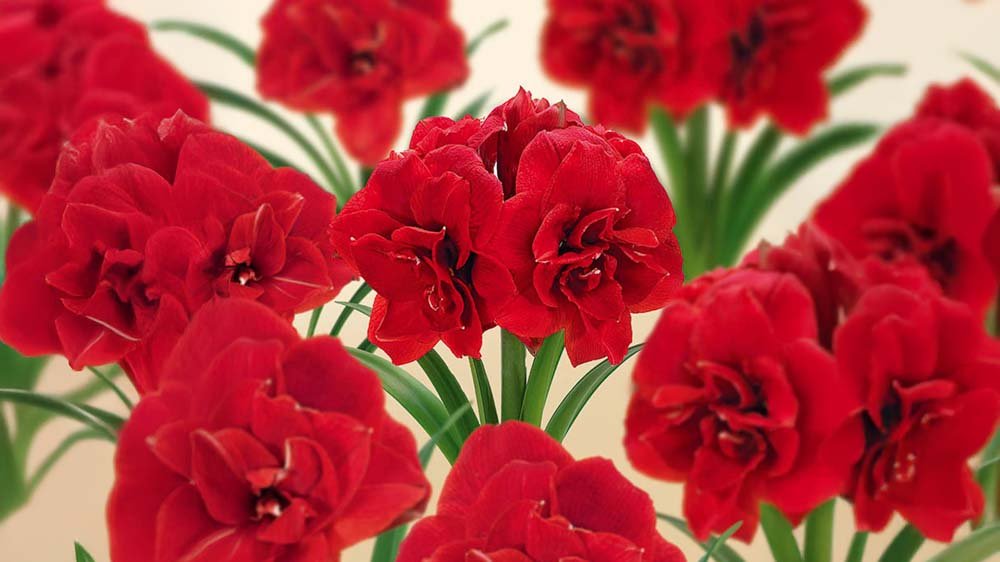 Amaryllis - BLOMEA.de