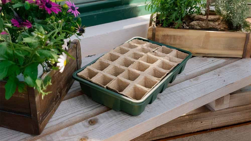 ECOstyle Ameisenfrei - BLOMEA.de