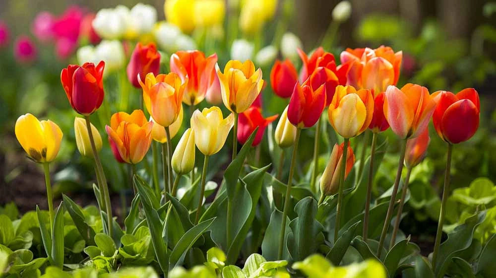 Fosteriana Tulpen - Biosamenmix