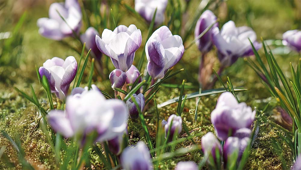 Frühlings-krokus - BLOMEA.de