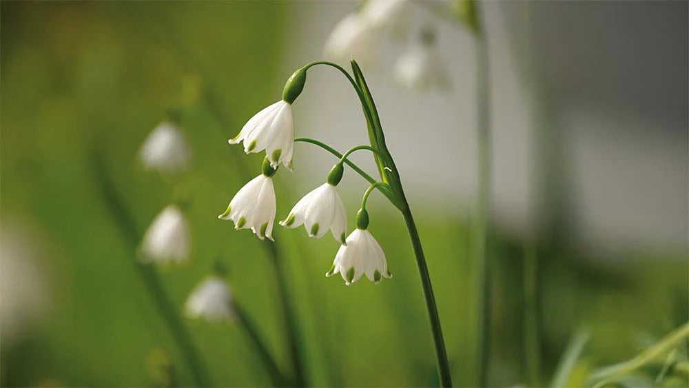 Knotenblume - BLOMEA.de