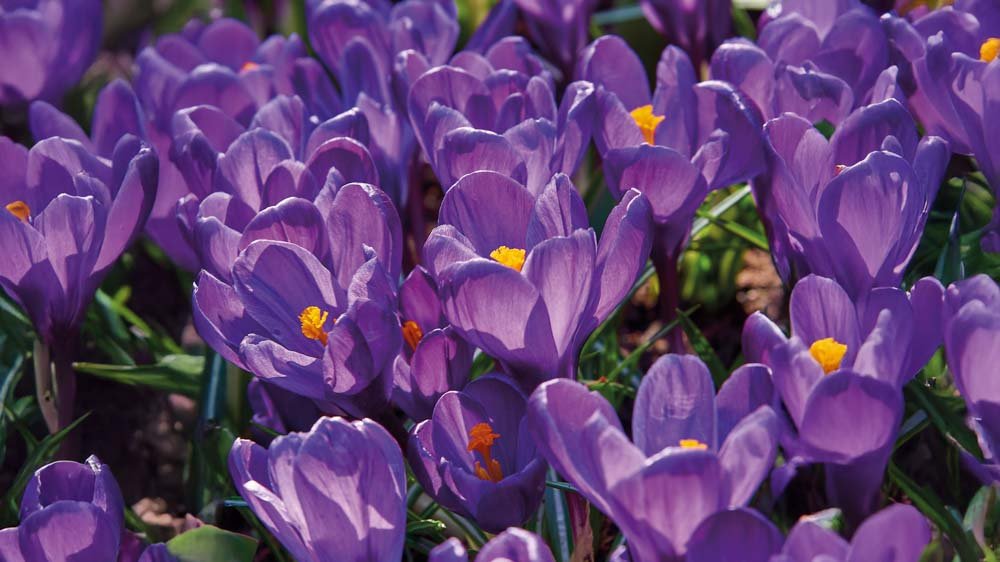 Krokusse - BLOMEA.de