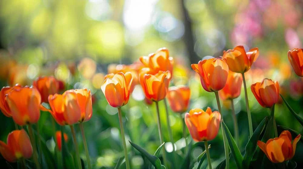 Orange Tulpen - Biosamenmix
