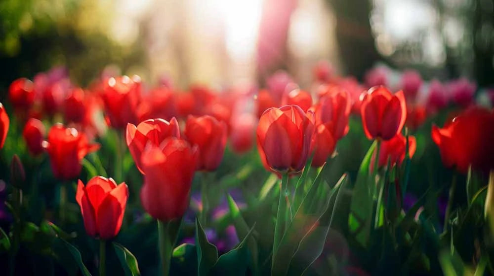 Rote Tulpen - Biosamenmix