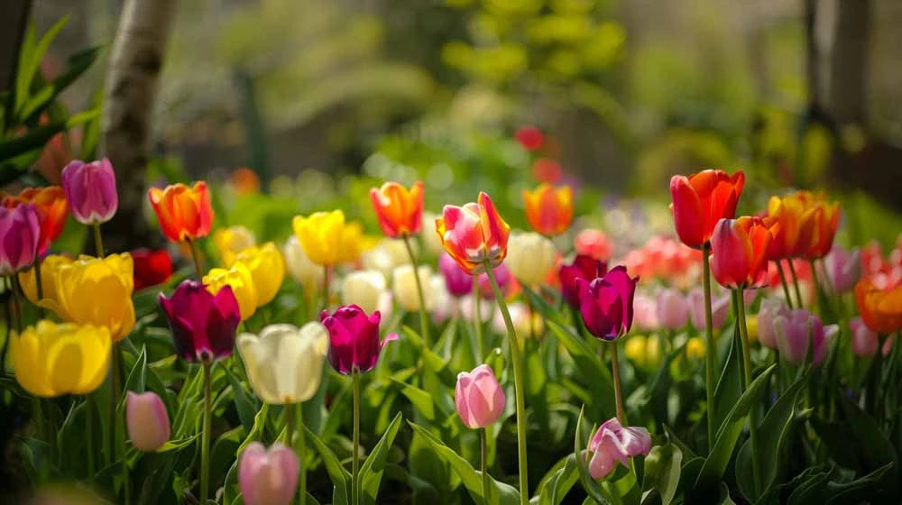 Triumph Tulpen - Biosamenmix