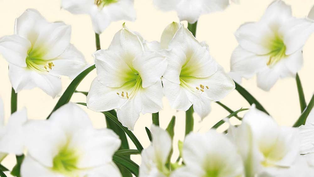 Weiße amaryllis - BLOMEA.de