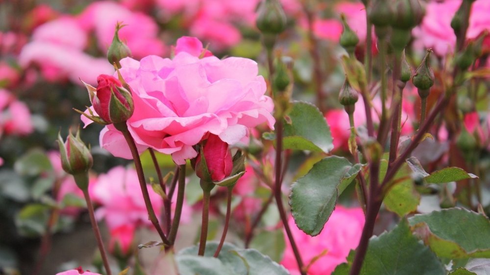 Wurzelnackte rosen - BLOMEA.de