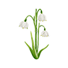 Frühblüher
