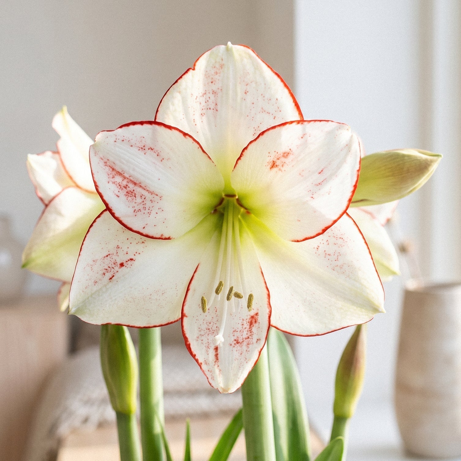 Amaryllis, Hippeastrum 'Picasso'