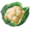 Blumenkohl