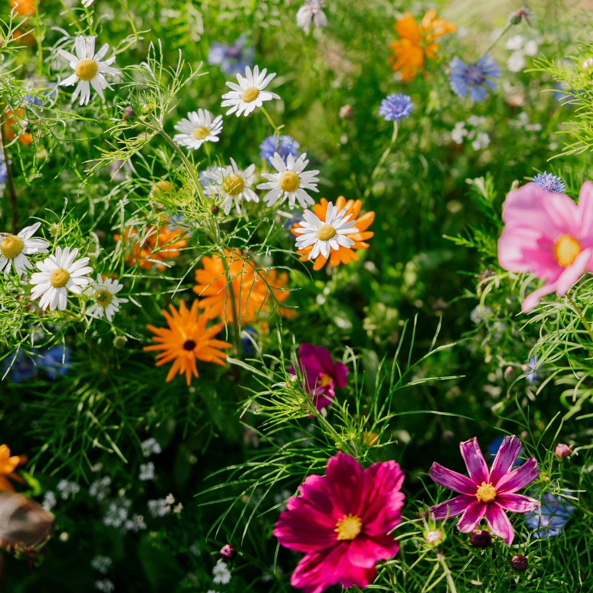 Blumenmischung Samen 'Elegance' | Blumensamen