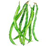 Buschbohnen