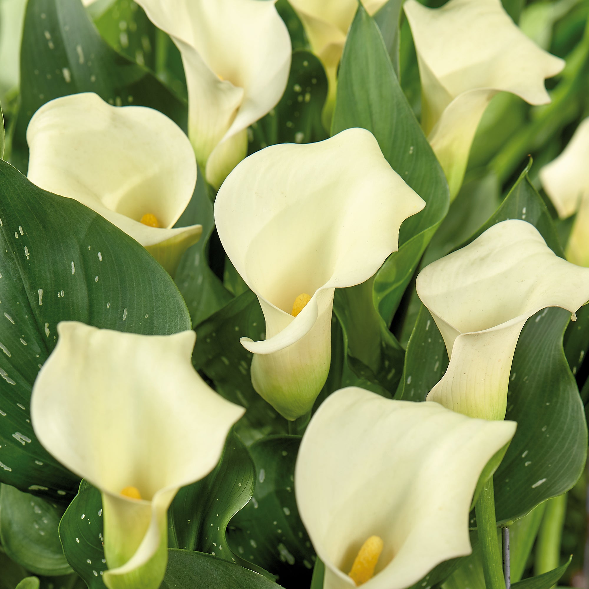 calla düngen Calla 'Calgary'