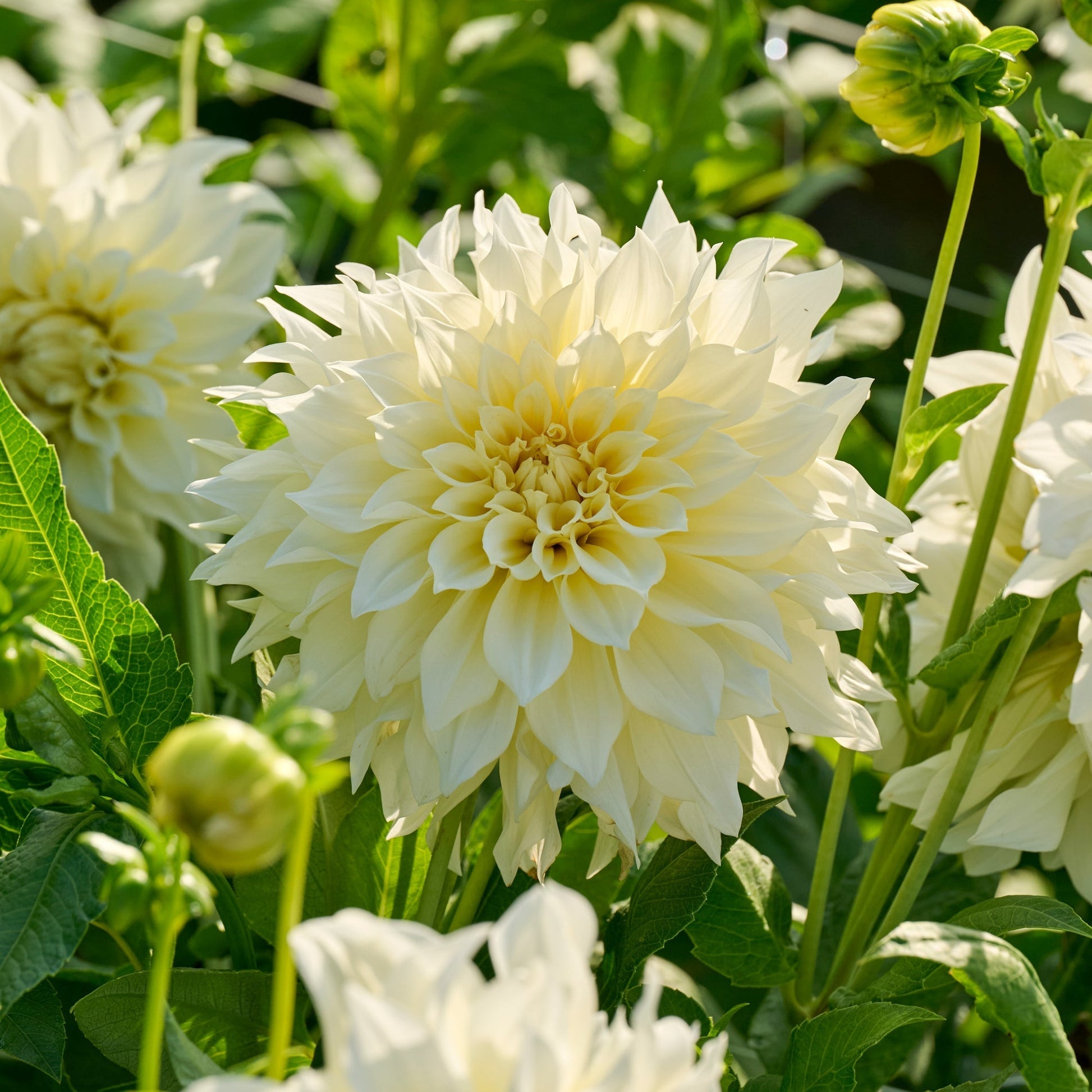 Dahlie 'Cafe au Lait Suprême'