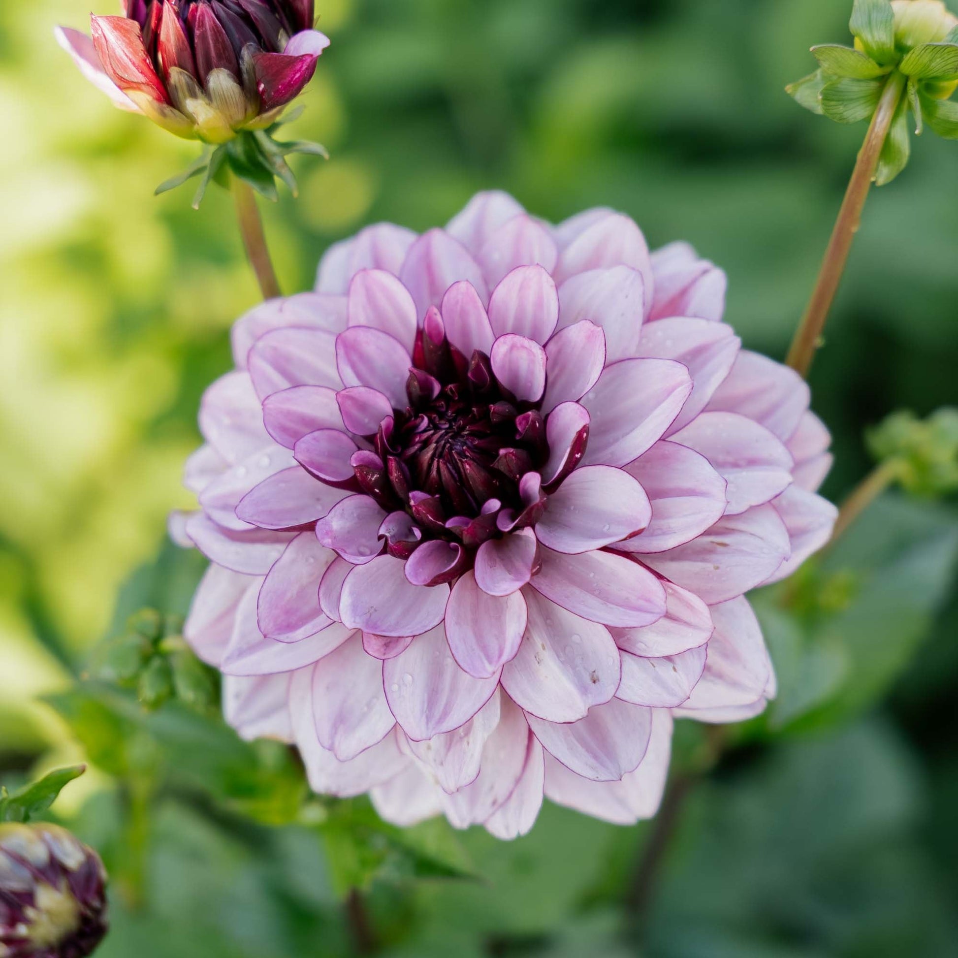 Dahlie 'Creme de Cassis'