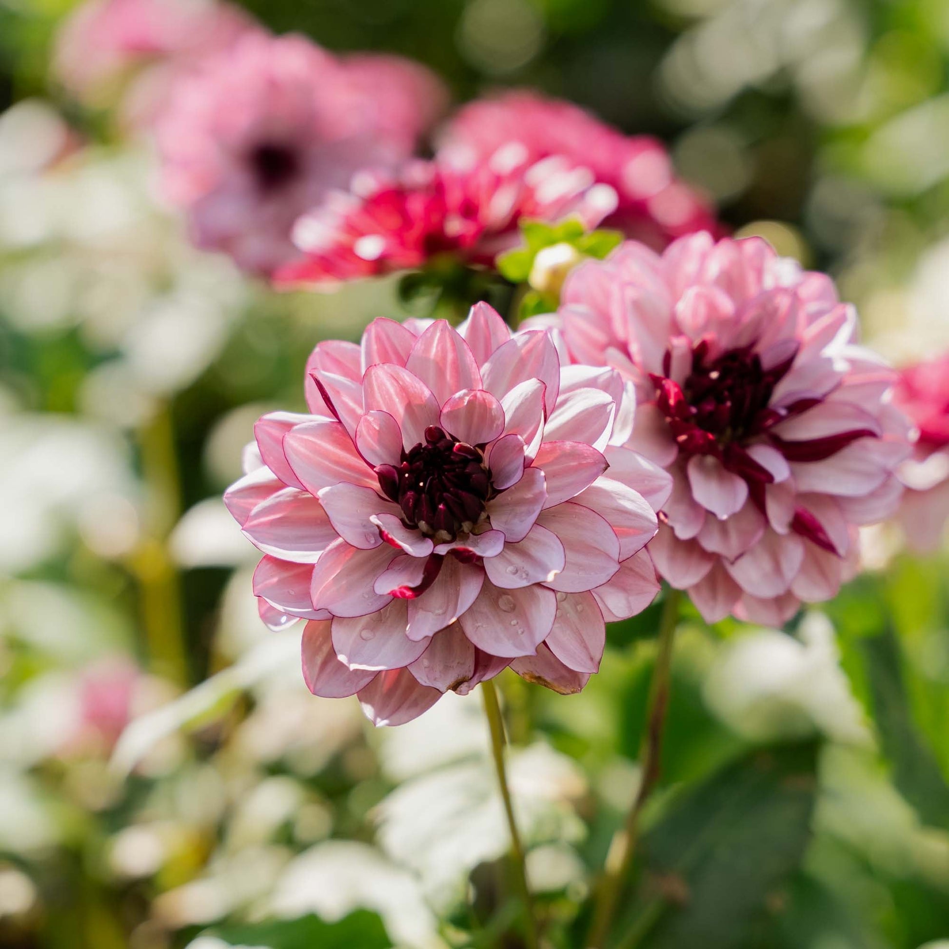 Dahlie 'Creme de Cassis'