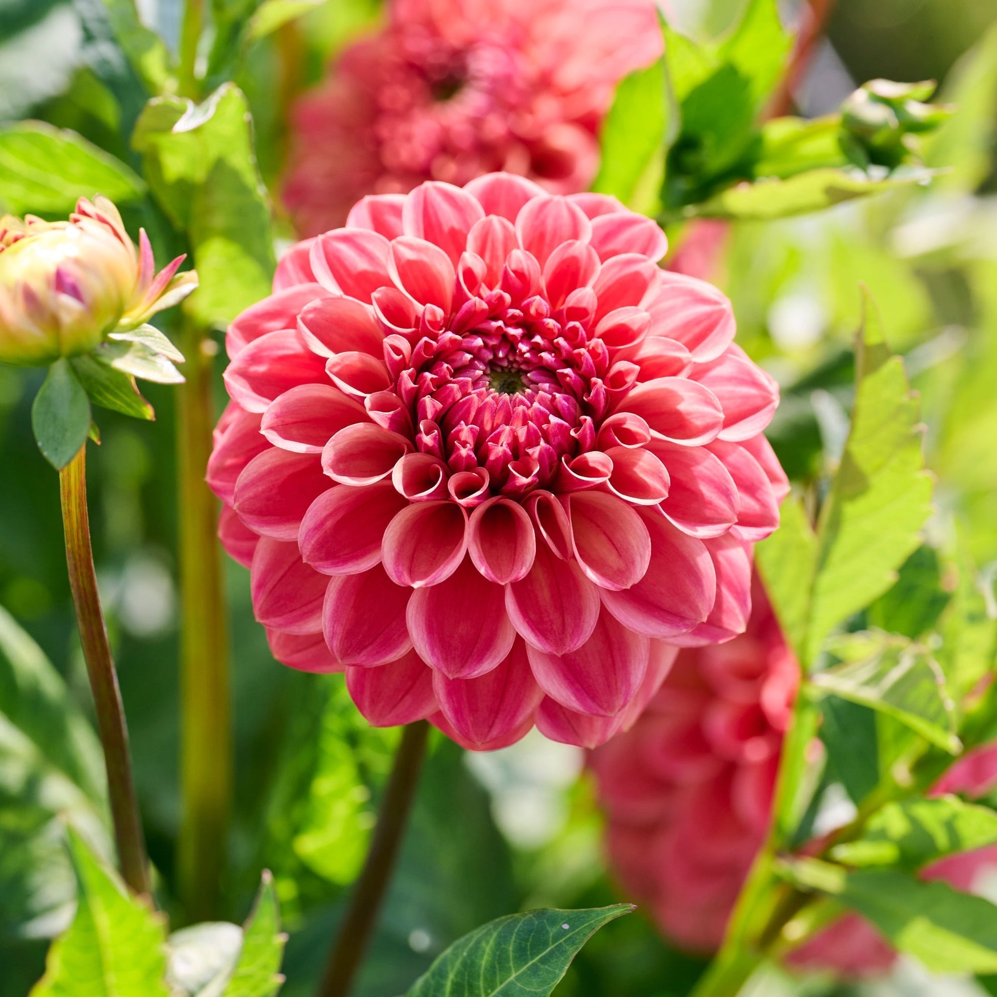 Dahlie 'Iced Tea'