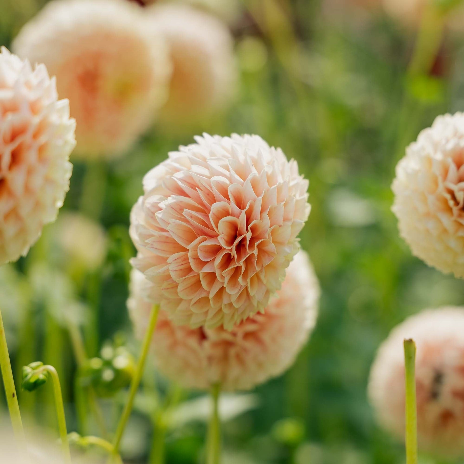 Dahlie 'Sweet Suzanne'