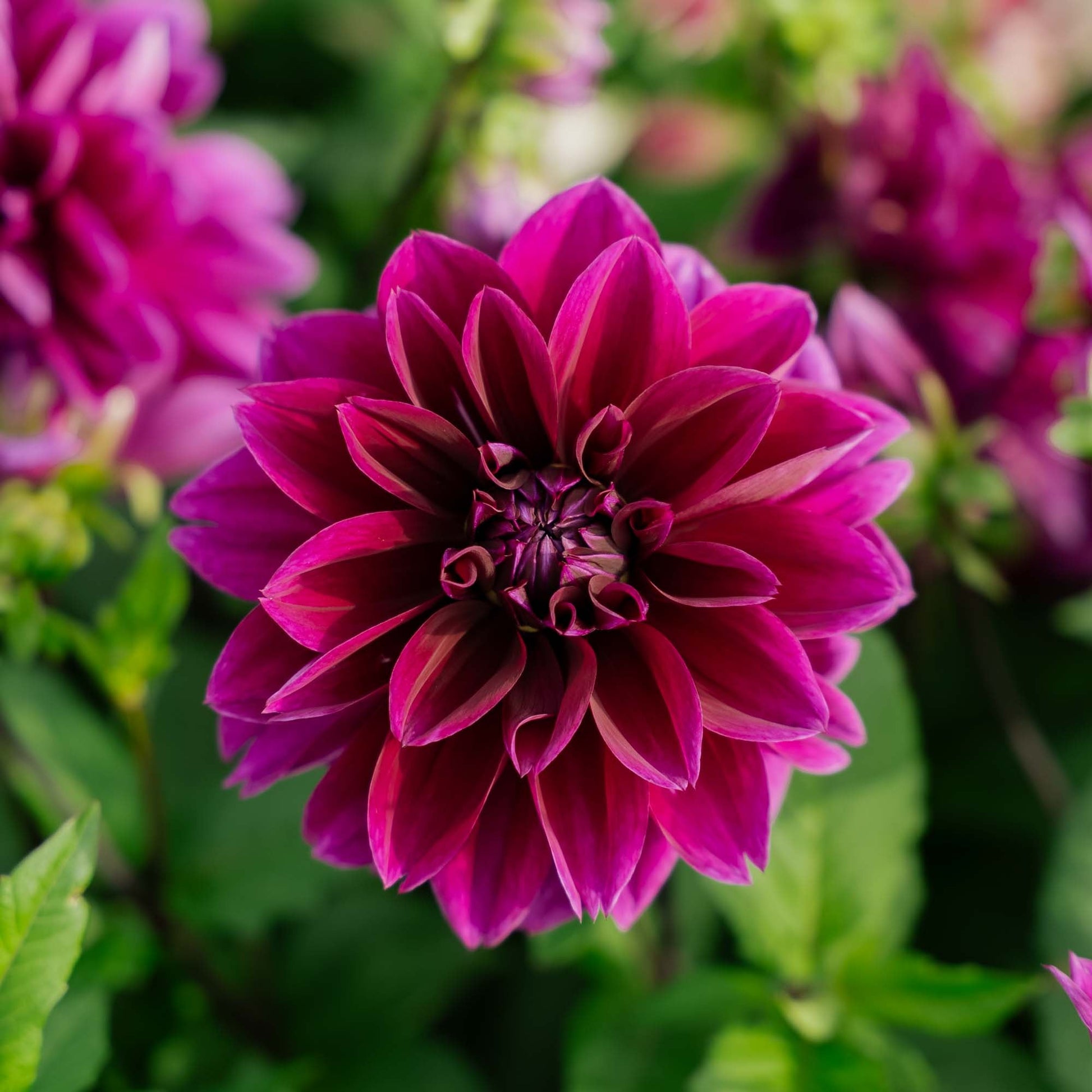 Dahlie 'Thomas A. Edison'