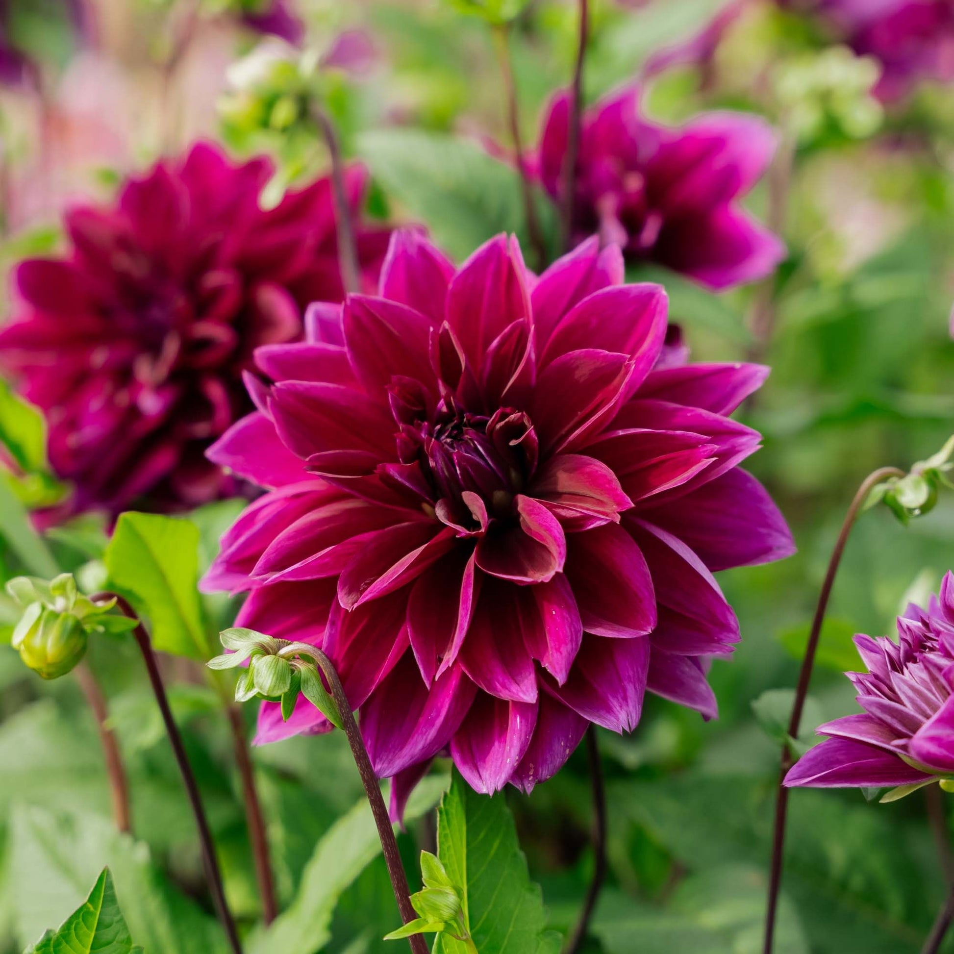 Dahlie 'Thomas A. Edison'