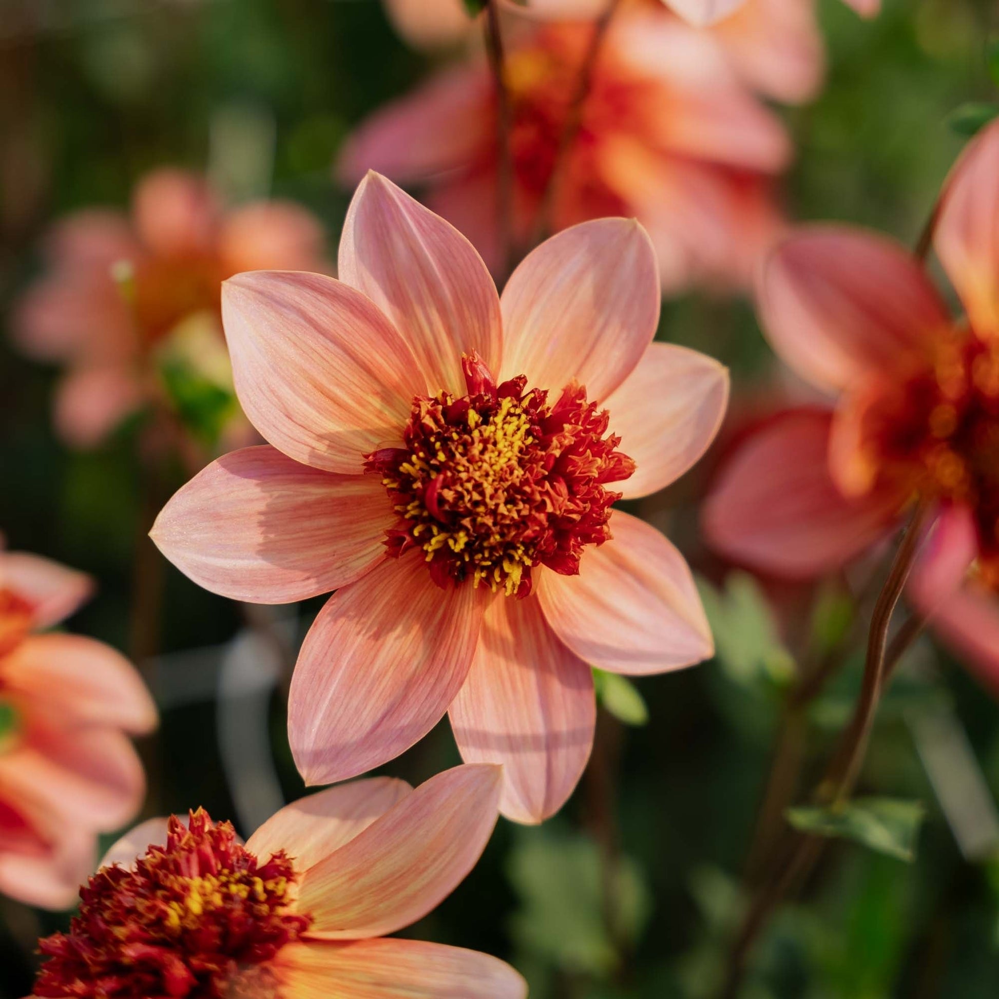 Dahlie 'Totally Tangerine'