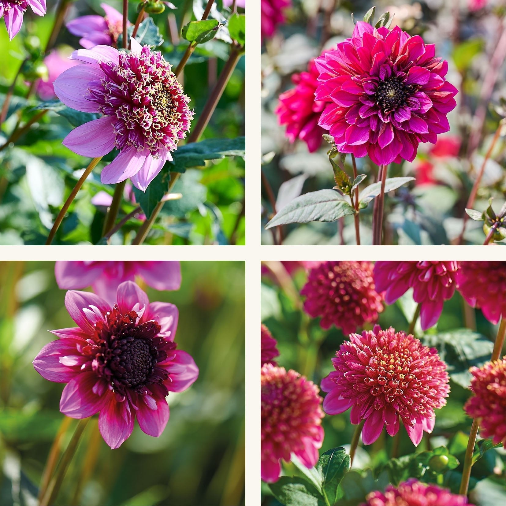 Dahlien mix 'Anemone mix'