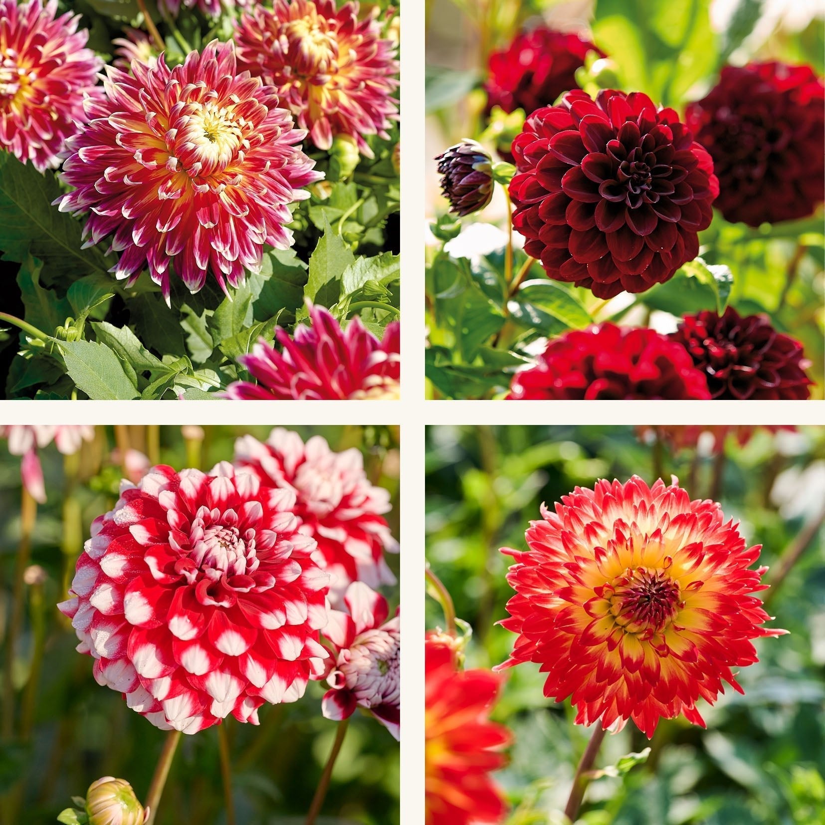 Dahlien mix 'Fire mix'