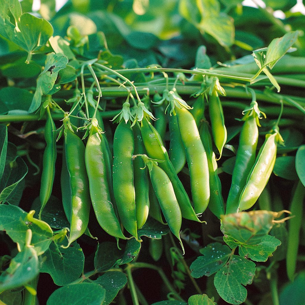 Erbsensamen 'Kelvedon Wonder' - 50 Biosamen