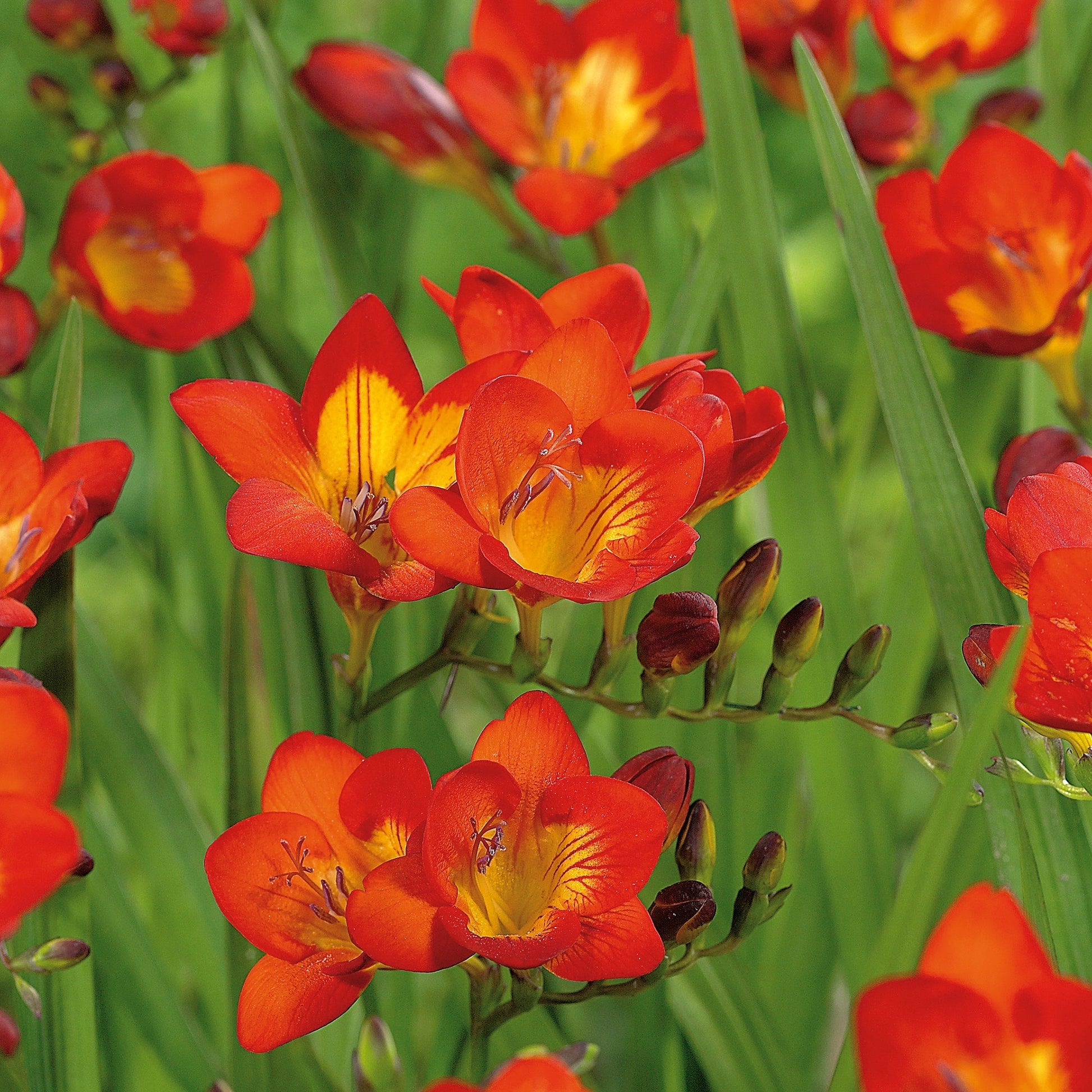Fresia 'Orange'