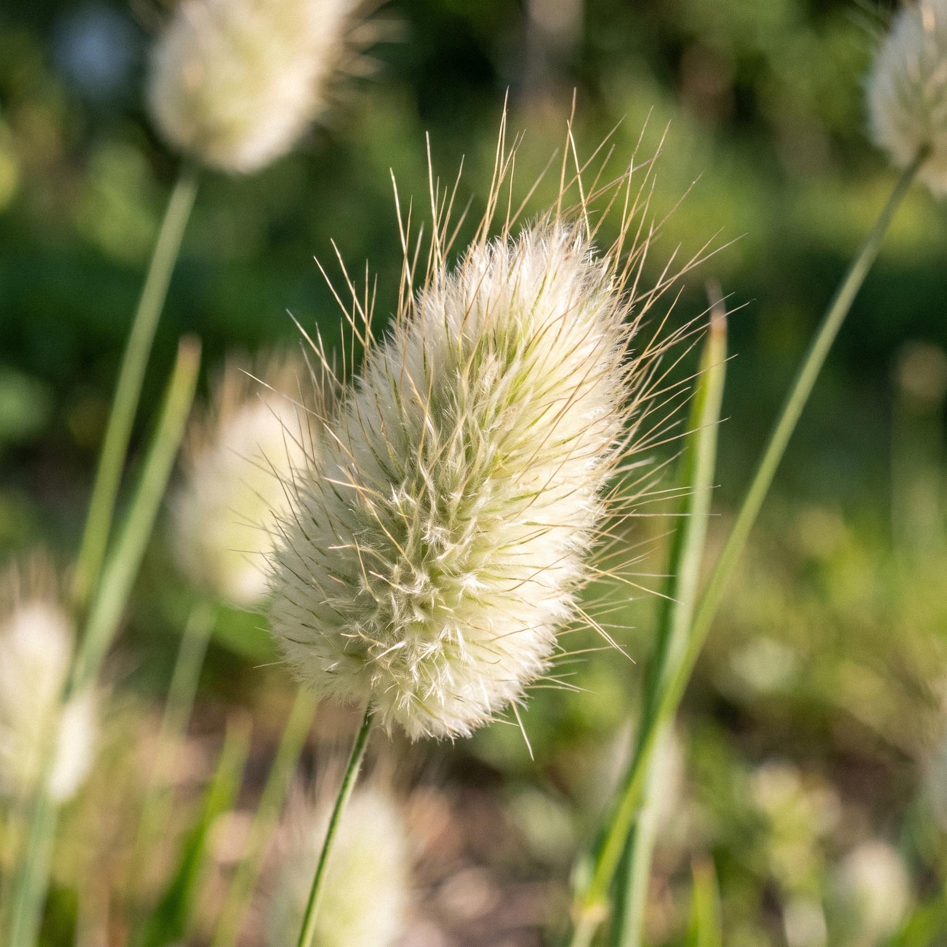 Hasenschwanzgras Samen 'Hare's-tail grass' | Große Auswahl an Blumensamen