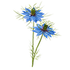 Blumensamen