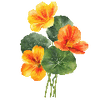 Blumensamen