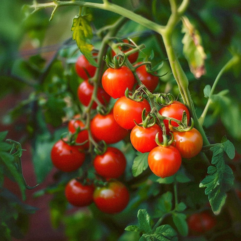 Kirschtomatensamen 'Zuckertraube' - 30 Biosamen