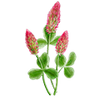 Blumensamen