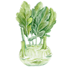 Kohlrabi