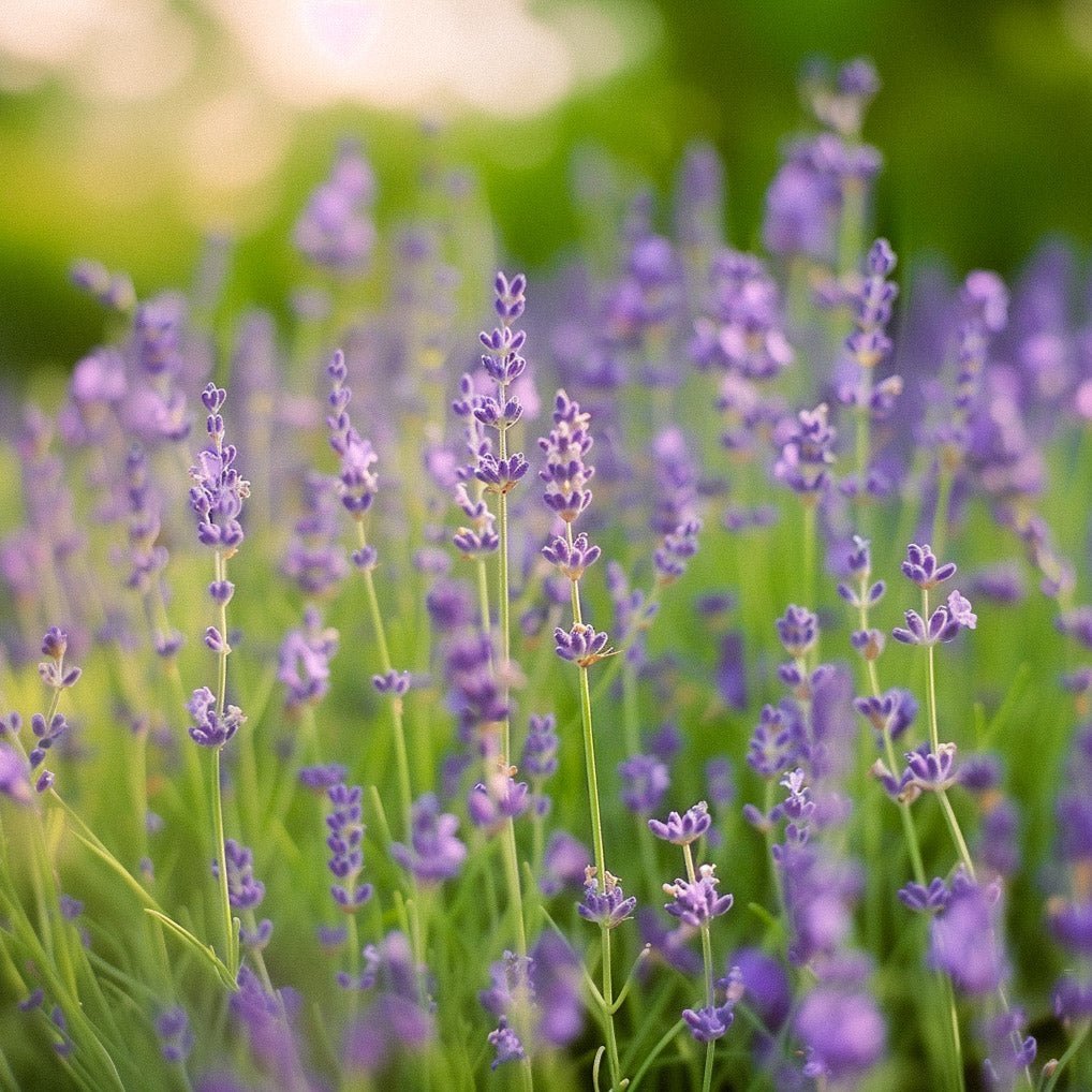 Lavendel Samen 'Lavendel' - 200 Biosamen