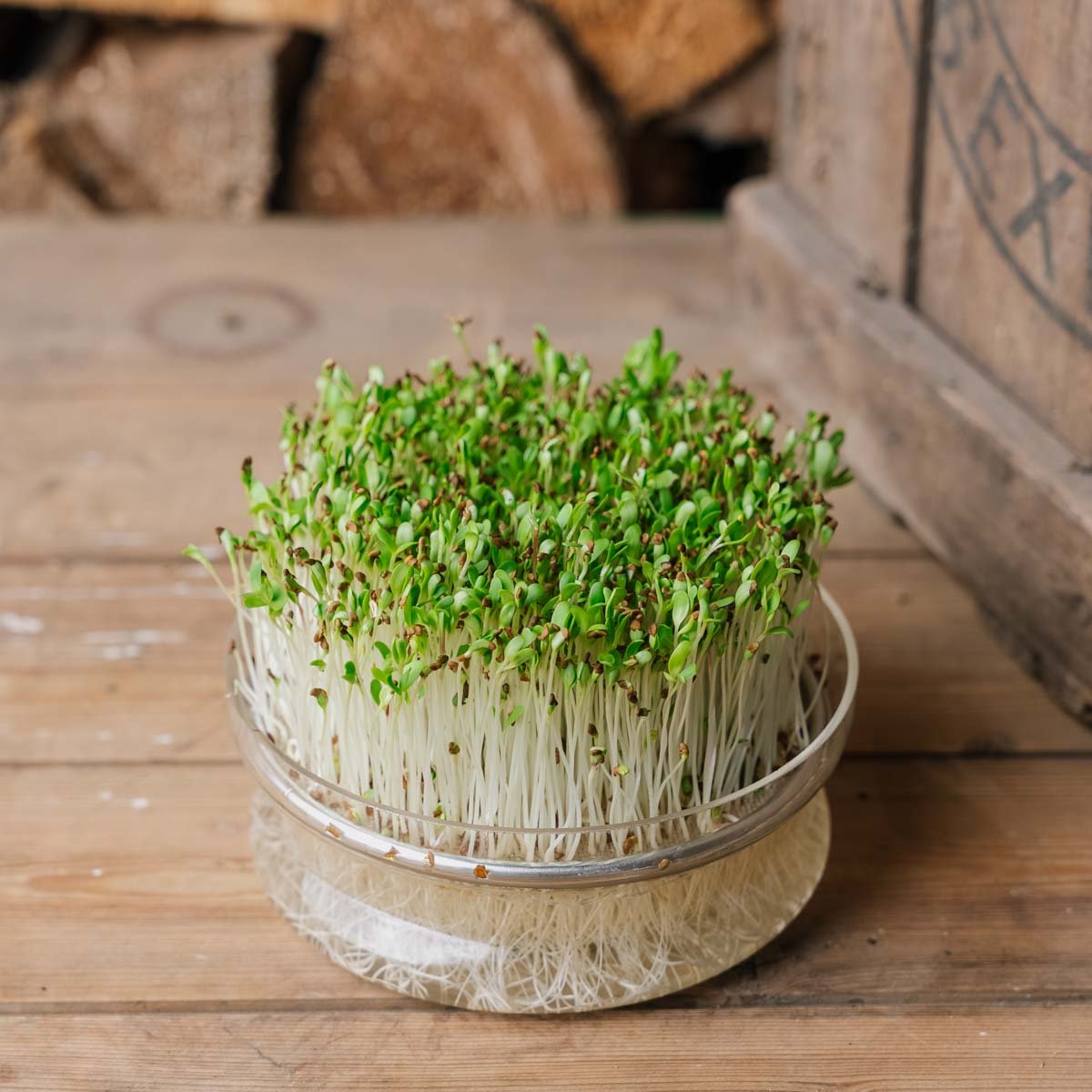 Microgreen Samen 'Alfalfa' | Kräutersamen