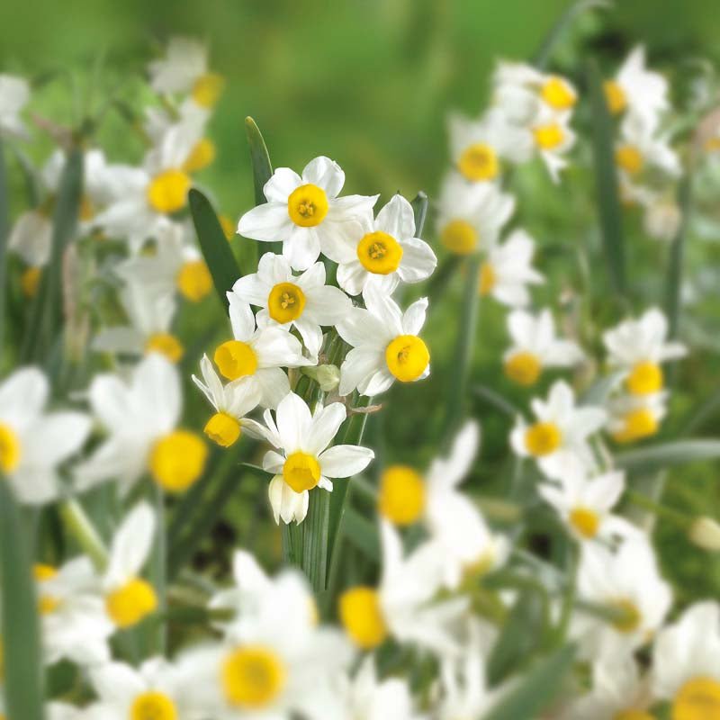 Narcissus 'Canaliculatus'