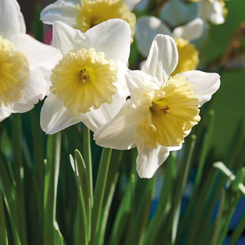 Narcissus 'Ice Follies'