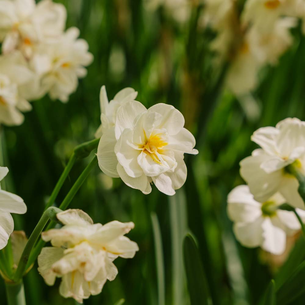 Narcissus 'Sir Winston Churchill'