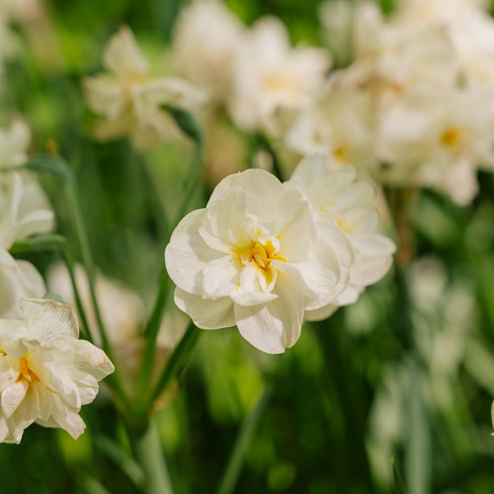 Narcissus 'Sir Winston Churchill'