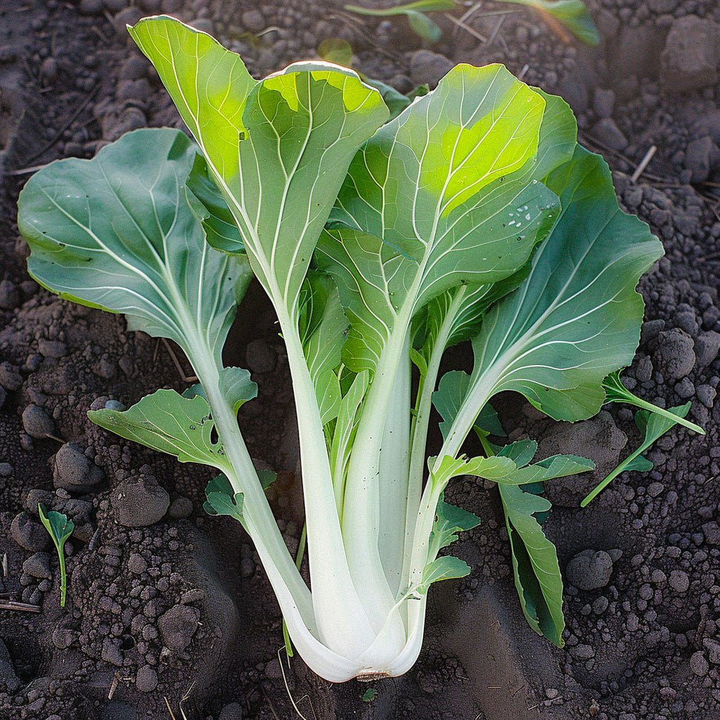 Pak Choi Samen 'Taisai' - 50 Biosamen