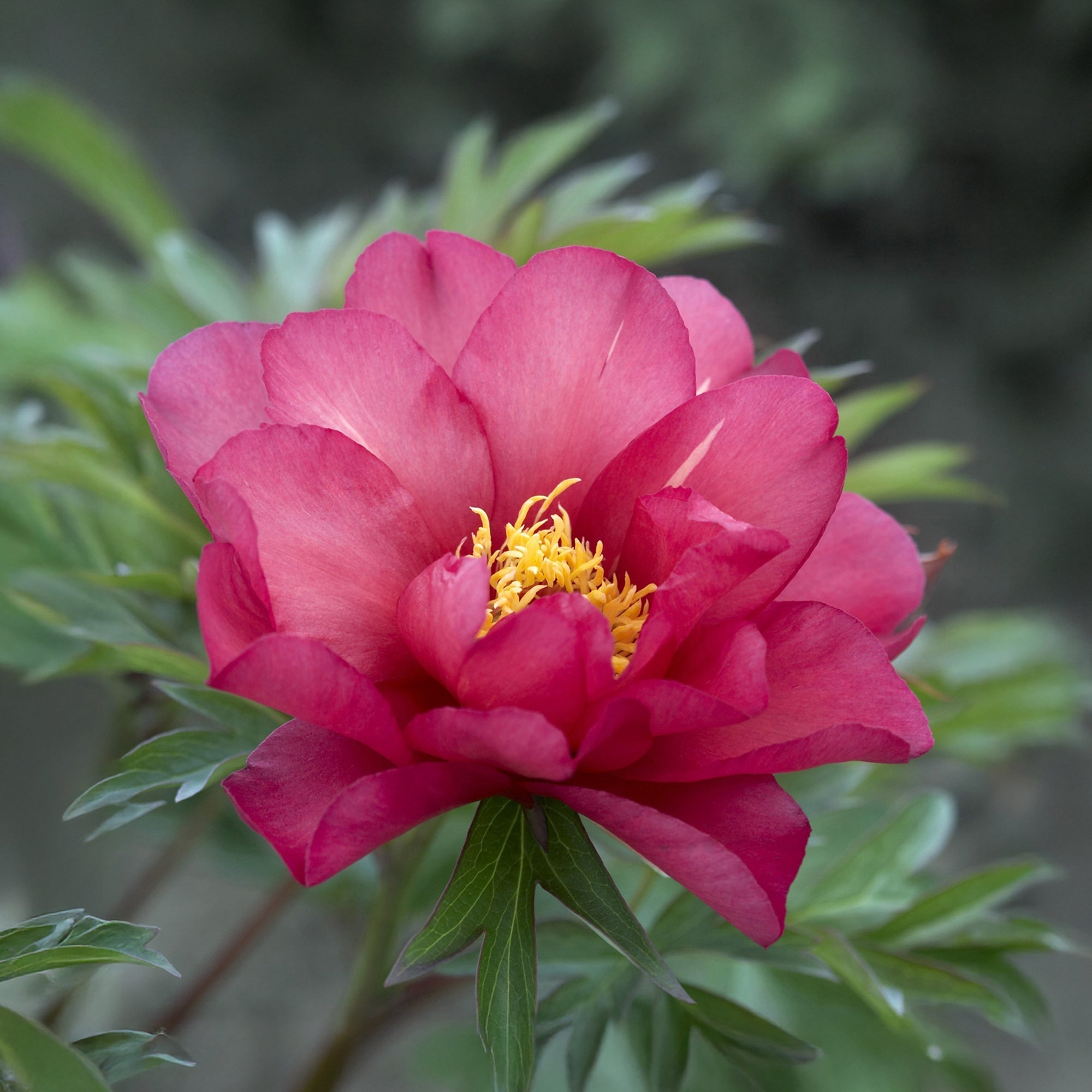 Pfingstrose 'Julia Rose' | Mengenrabatt und Keimgarantie