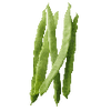 Prunkbohnen