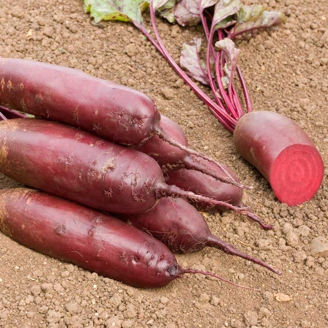 Rote Bete Samen 'Foniro' - 50 Biosamen
