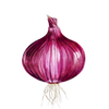 Rote Zwiebel