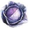 Rotkohl