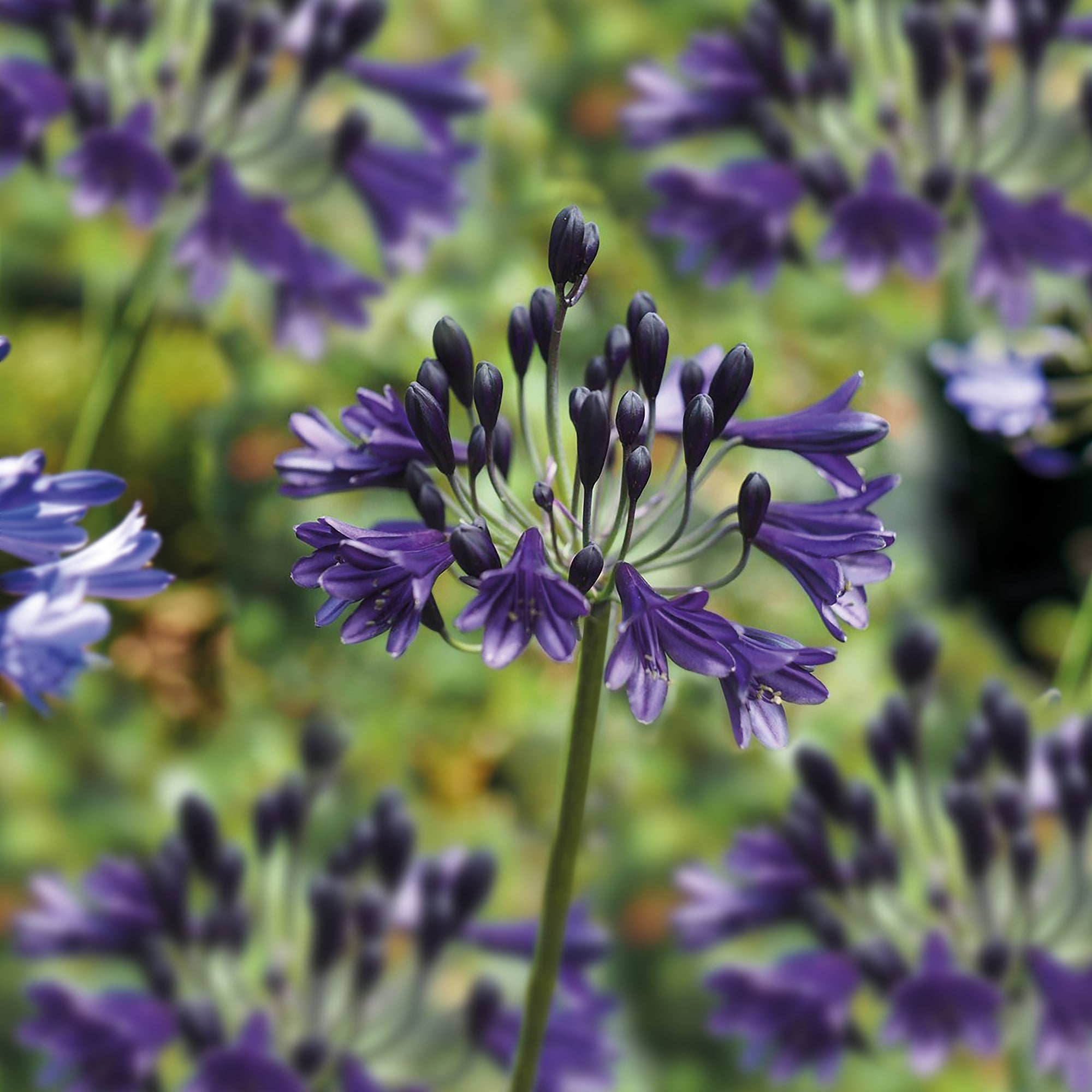 agapanthus dünger Schmucklilie, Agapanthus 'Black Buddhist'