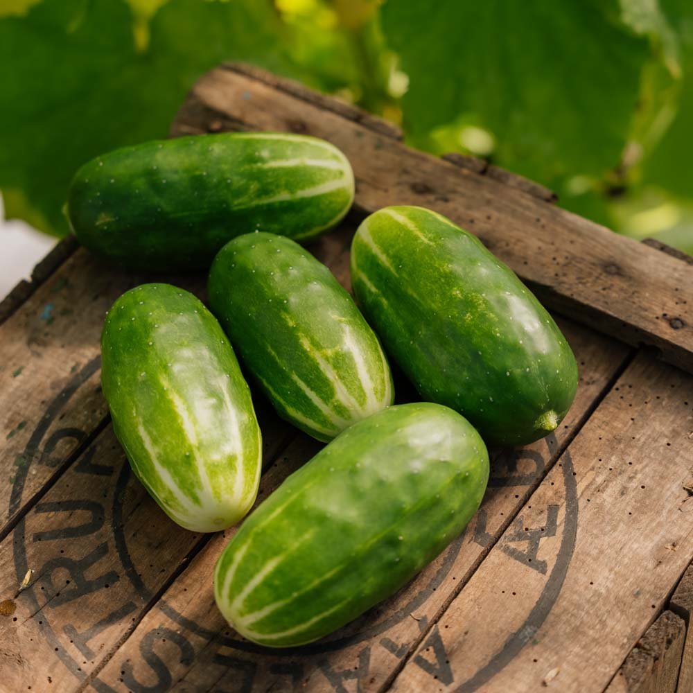 Snackgurken Samen 'Liefje' | Gemüsesamen