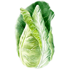 Spitzkohl